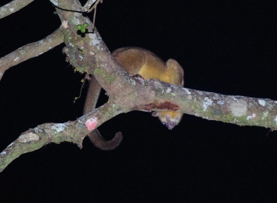 Bassaricyon lasius?, Costa Rica